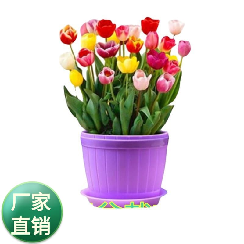 Tulip Bulbs Fresh Cut Flowers Bedding Plants Scented Cultivation Tulip Flowers for Flower Beds And Bouquets Greenhouse Cultivation