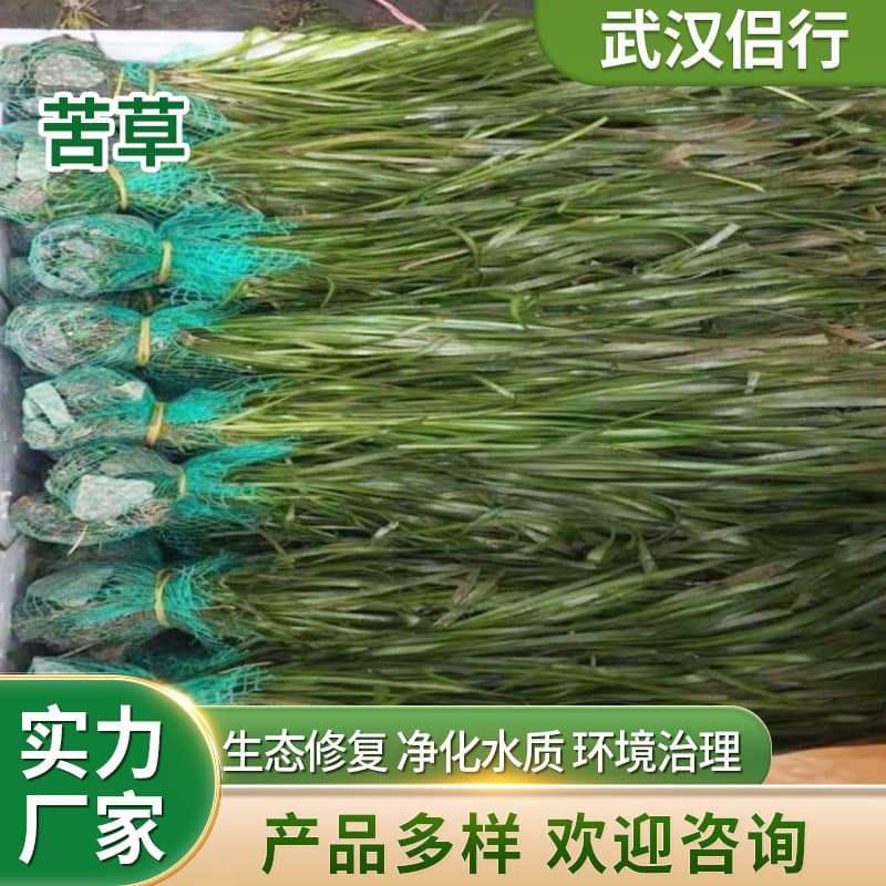 Seasonal Bitter Grass, Dwarf Bitter Grass, Large Bitter Grass, Spiny Bitter Grass Aquatic Submerged Plant Base for Ecological Restoration Engineering