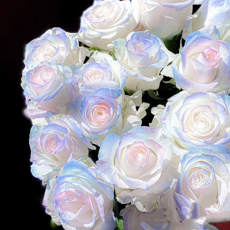 Rare Colorful Rose Seeds Romantic Cold-Tolerant Fragrant Perennial Rose Flower Seeds for Potted Plants Outdoor Balcony