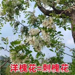 Locust Tree Seedlings, Black Locust Flower Tree Seedlings, Courtyard Locust Tree, Cold Tolerant, Locust Tree Seedlings, Street Trees, Edible Flowers, Greening Seedlings