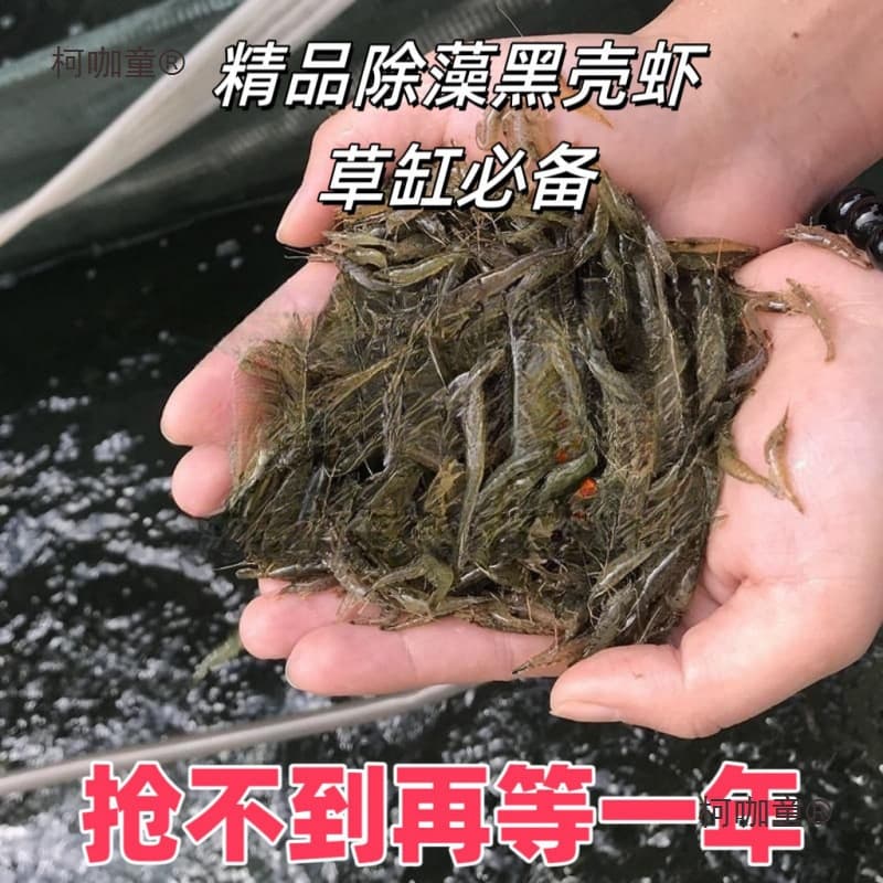 Black Shell Shrimp Algae-Eating Shrimp Feed Combo, Freshwater Ornamental Shrimp Tank Cleaner, Aquascaping Algae Removal Tool Shrimp, Mai Tai Bao