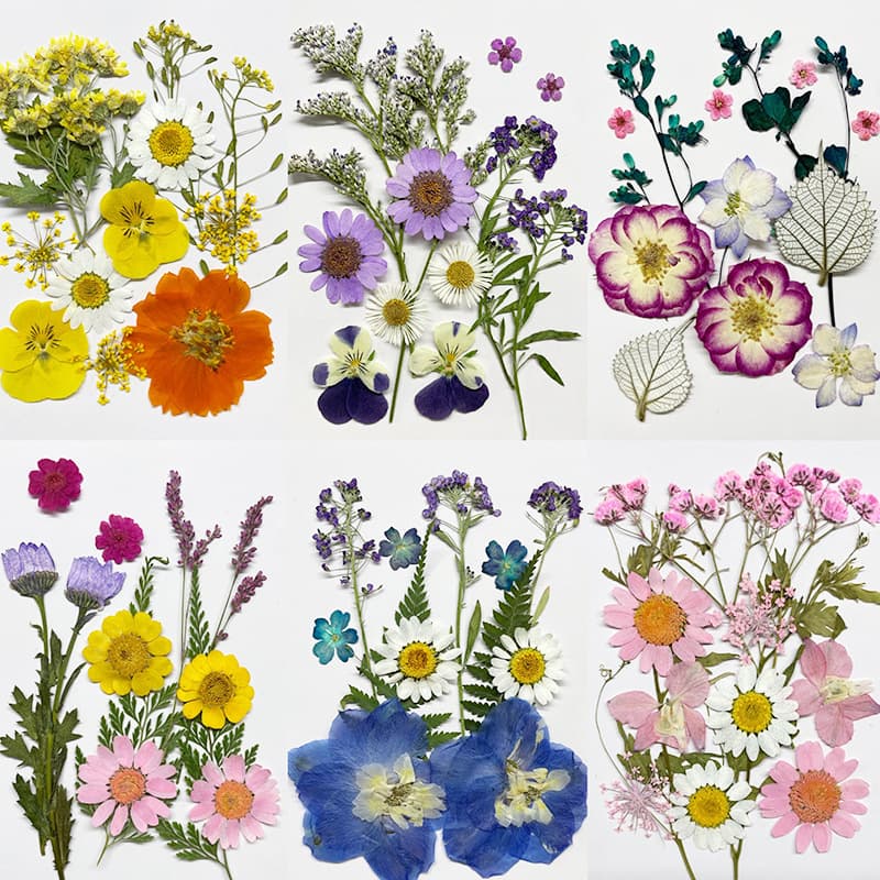 Dried flower embossed diy material package student handmade New Year internet celebrity photo face decoration fairy makeup real flower embossed