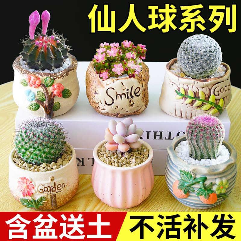 Cactus Ball Series Small Potted Plants, Drought-Tolerant, Blooming in All Seasons, Office Desktop Anti-Radiation Succulent