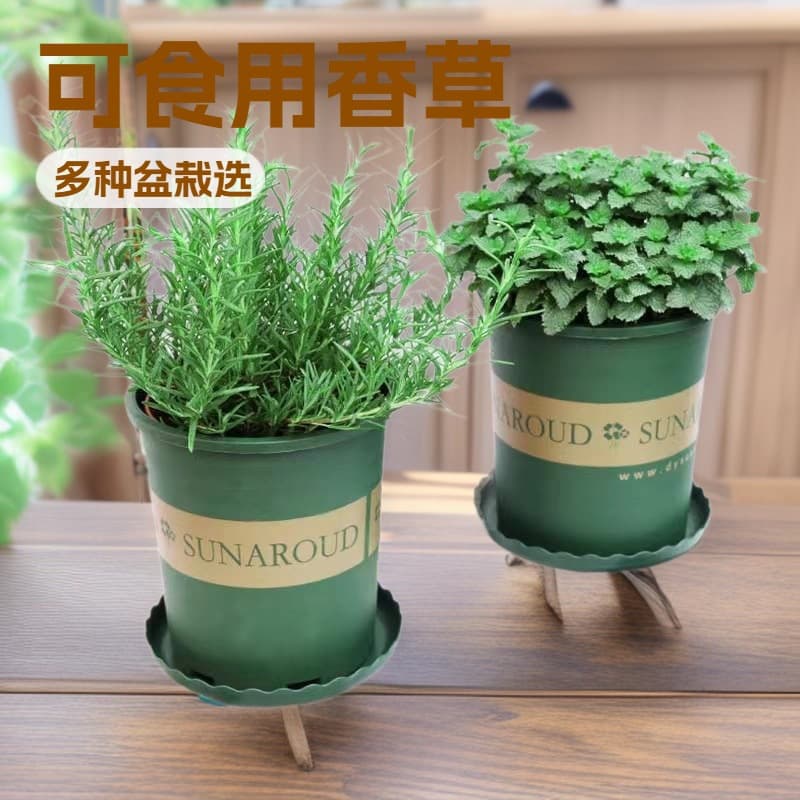 Rosemary Potted Seedlings, Fresh Edible Herb Plants, Steak with Thyme, Mint, Perilla, Basil Leaves