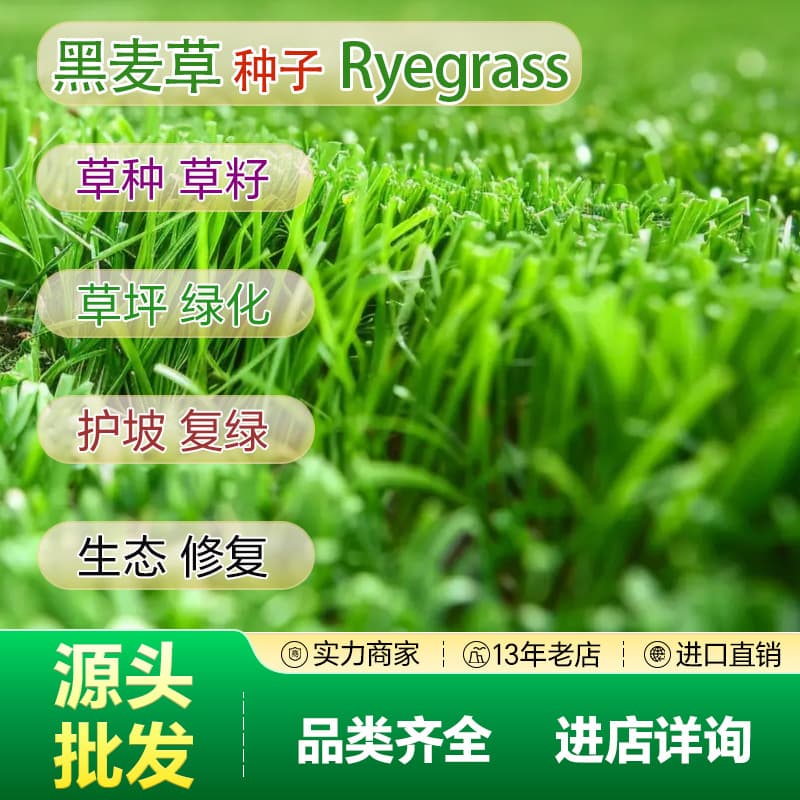 Direct Source Wholesale Perennial Ryegrass Seed Slope Protection Grass Seed Engineering Landscaping Lawn Autumn Overseeding Seed