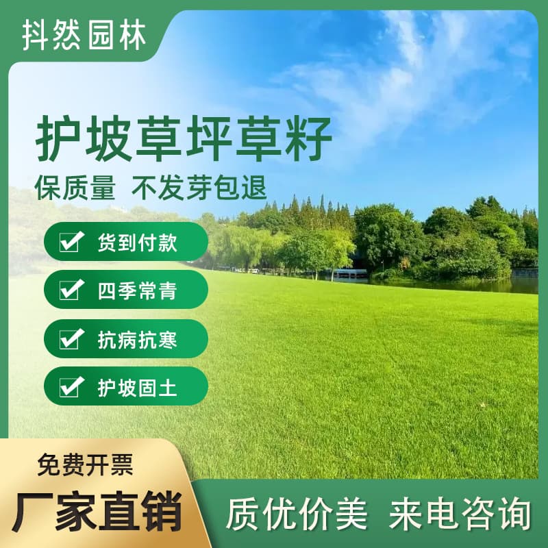 Wholesale Lawn Seed, Grass Seed for Slope Protection, Landscaping, Soil Stabilization, Evergreen with Tall Fescue, Ryegrass, Bermuda Grass Seed
