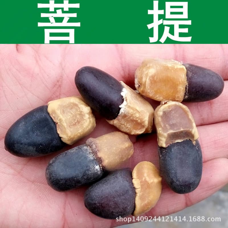 Cross-border seeds, forest tree seeds, Bodhi tree seeds, Tree of Wisdom, Makha seeds, rare tree, 1 piece = 1 jin