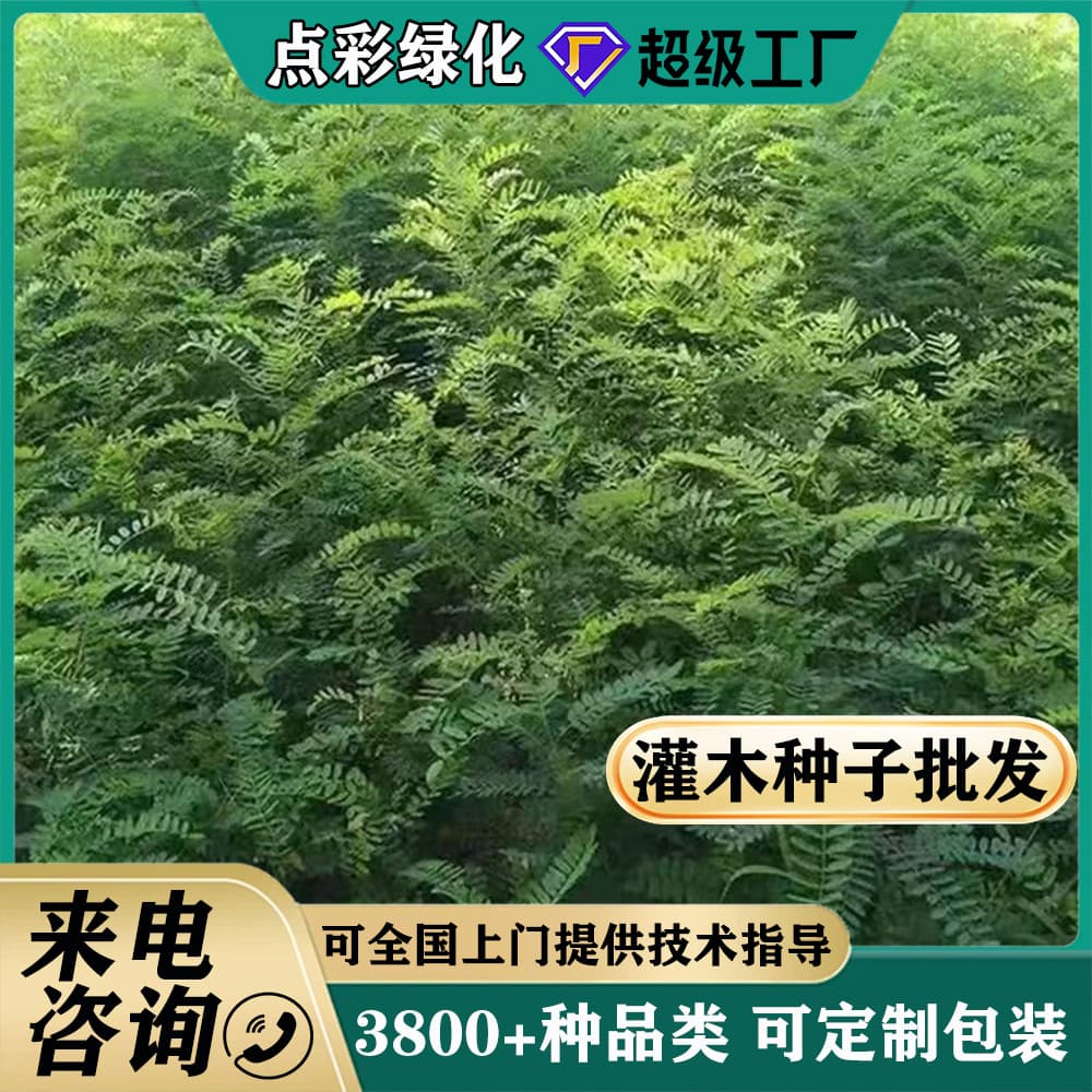 Shrub Seeds: False Indigo, Black Locust, Crotalaria, Multiflora Rose, Leucaena, Highway Greening Slope Protection Soil Stabilization Grass Seeds