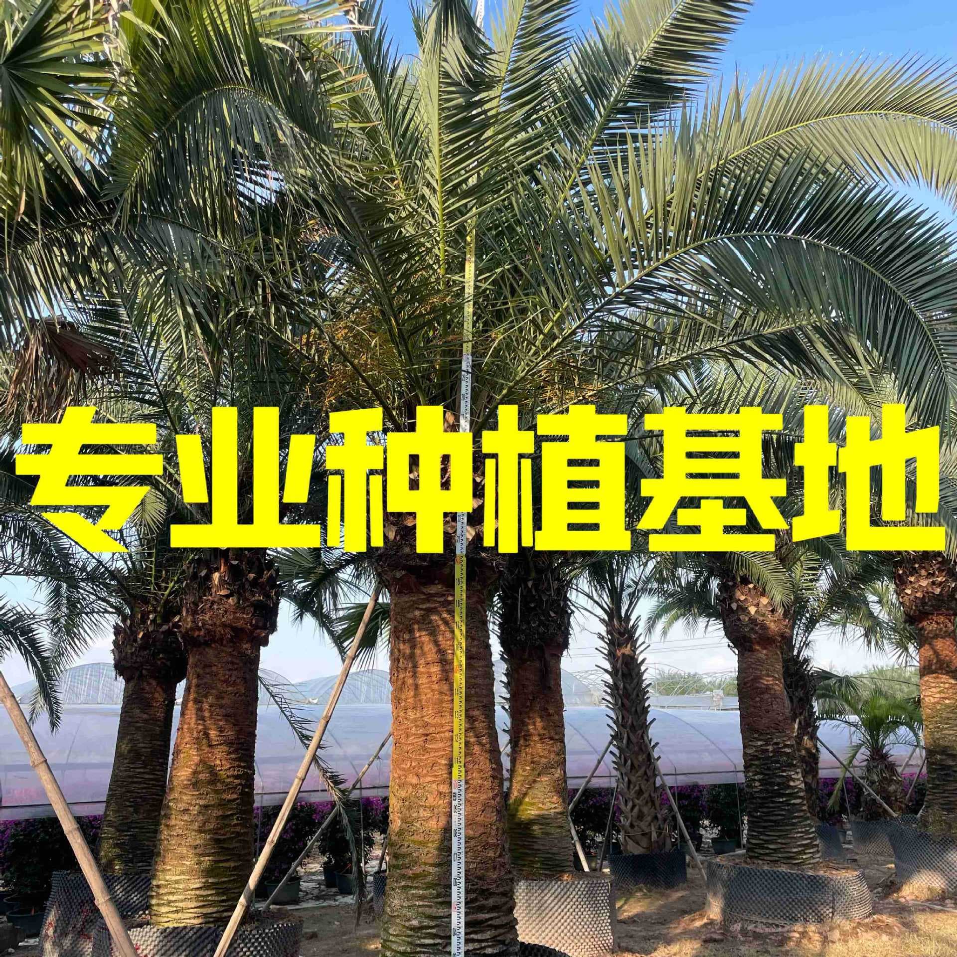 Guangdong Canary Island Date Palm Quotation, Zhejiang Canary Island Date Palm Price, Fujian Canary Island Date Palm Tree Wholesale