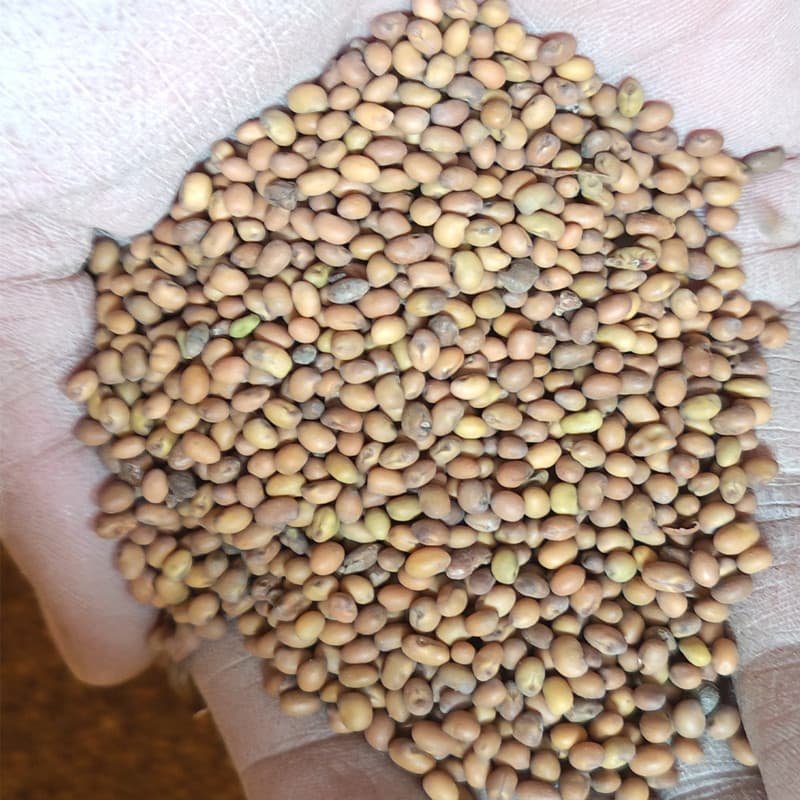 Bitter thorn flower seeds, white thorn flower seeds, jujube sour fat white thorn seeds, desert cherry seeds, wholesale white thorn flower tree seeds
