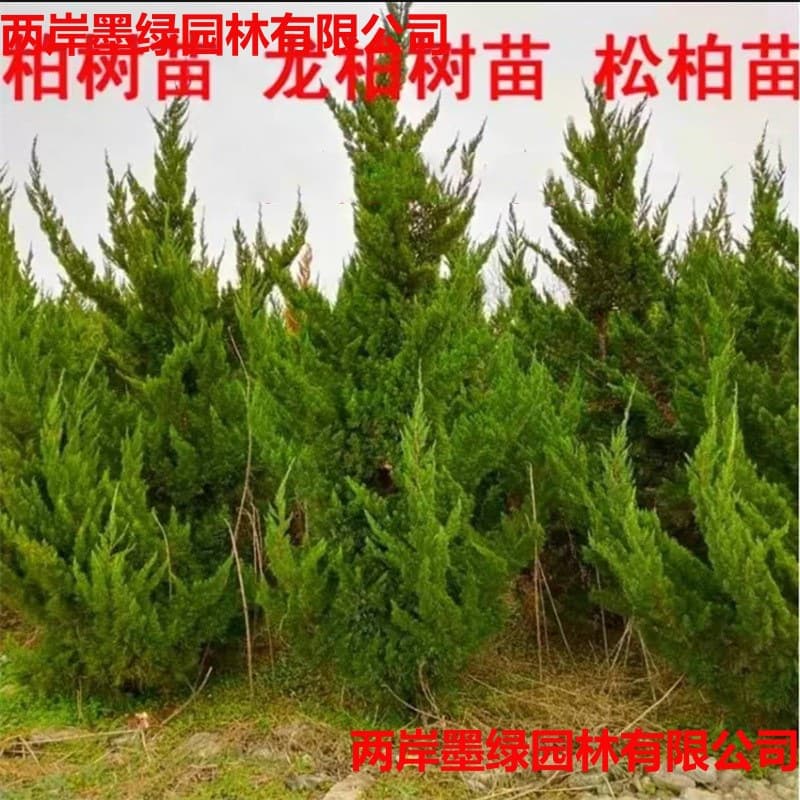 Direct from base: Dragon Juniper seedlings, landscaping project seedlings, Dragon Juniper columns, large-size Dragon Juniper trees, evergreen Dragon Juniper seedlings