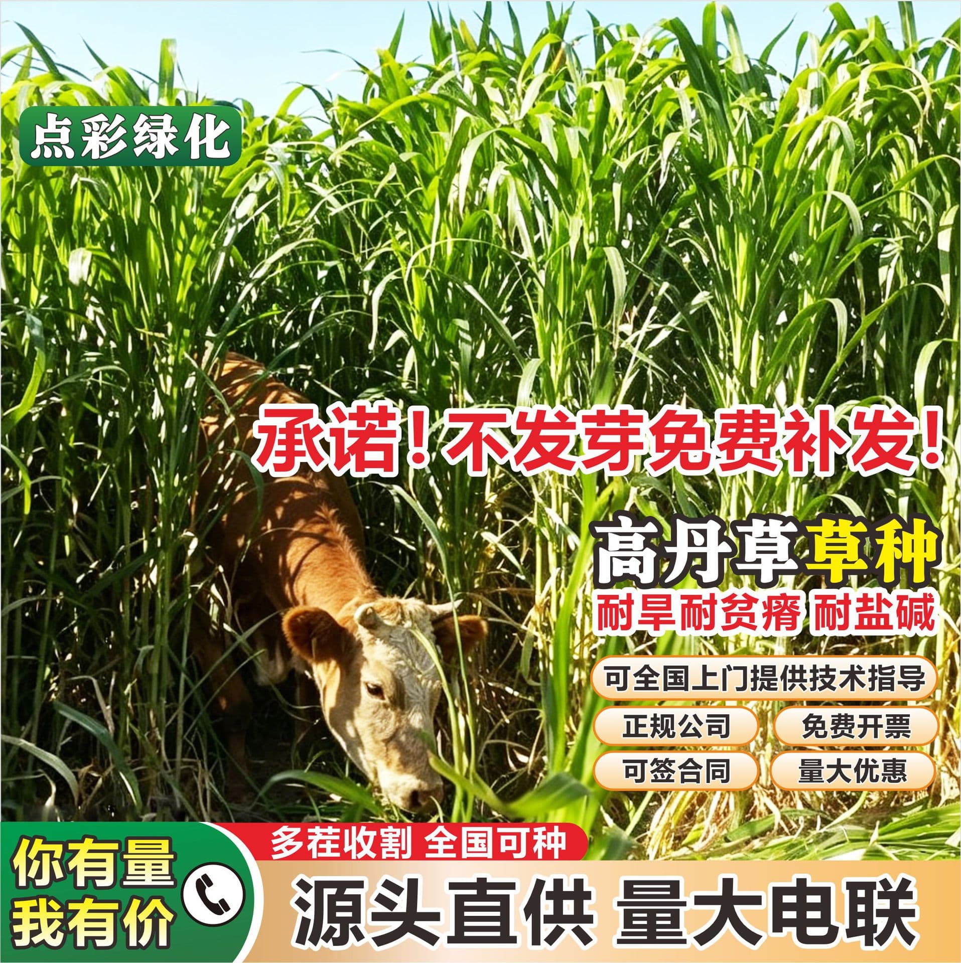 High yield hybrid pasture grass, sweet sorghum seed, special pasture for cattle, sheep, pigs and fish breeding wholesale