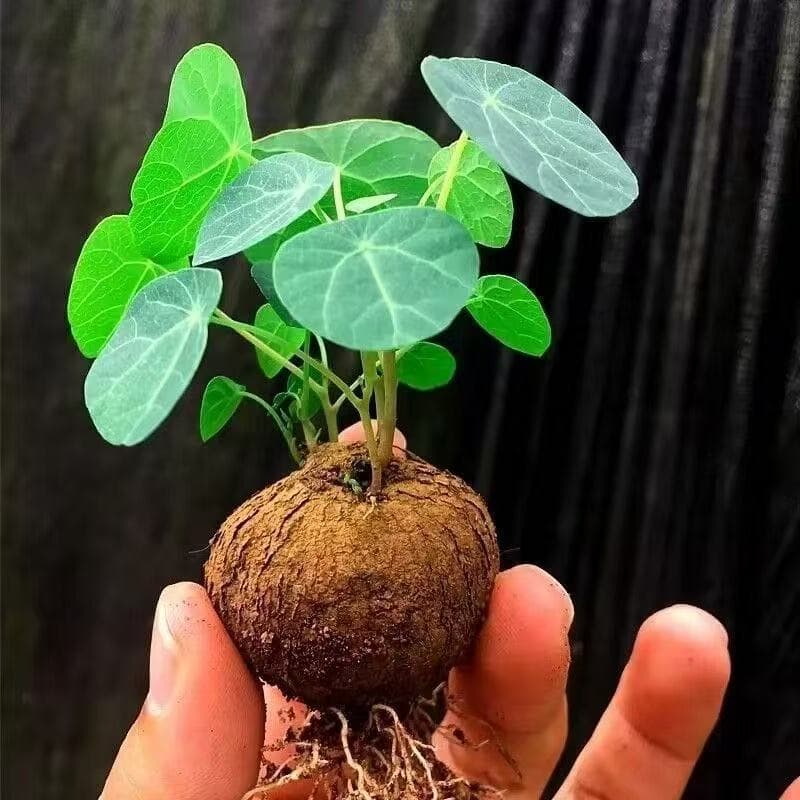 Red Vine Stephania (Gold No Change) Climbing Plant, Easy-to-Grow Flower for Balcony, Courtyard, Office Green Plant, Absorbs Formaldehyde