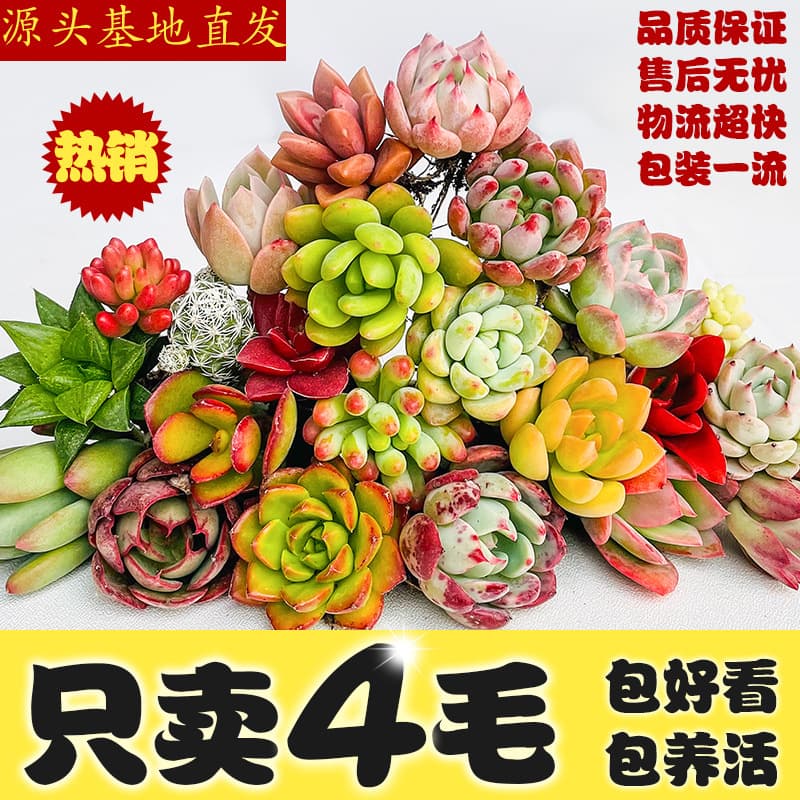 Succulent Wholesale Succulent Plug Tray Combo Office Succulent DIY Potting Echeveria Rosette Succulents