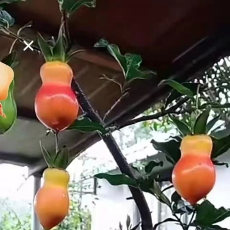 Golden marble potted golden marble old pile potted golden marble sapling golden egg tree bonsai gourd fruit plastic