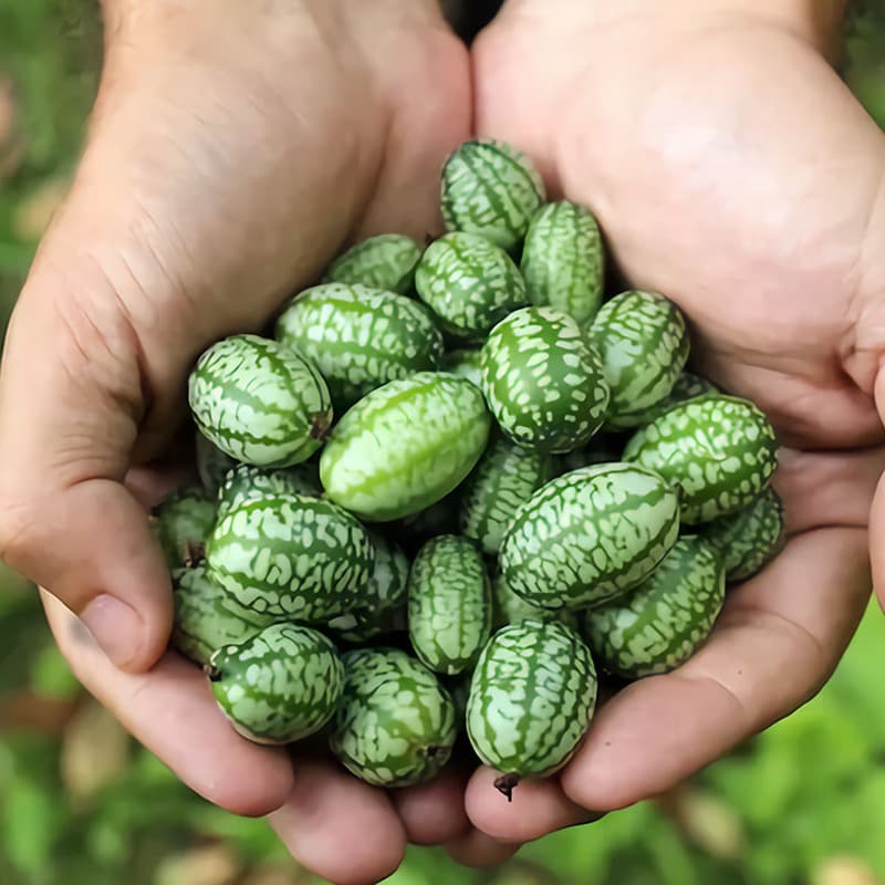 Thumb-Sized Mini Watermelon Seeds, Tiny Fruit Garden Small Watermelon Seeds, Four-Season Sowing, Potted Balcony Vegetables
