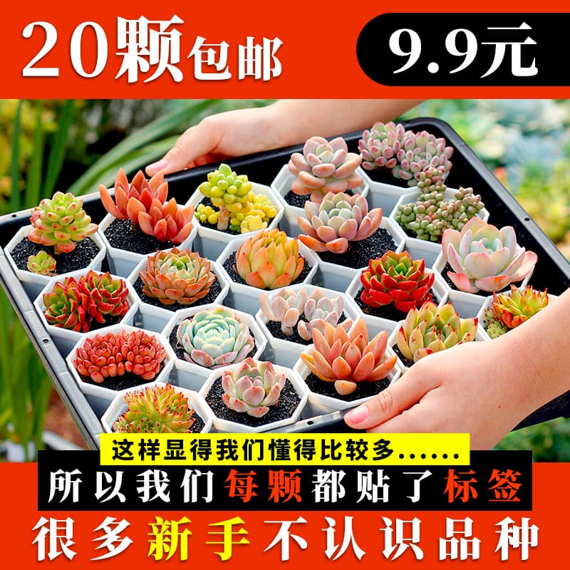 Succulent Small Potted Plants Green Plants with Pots Indoor Large Size Beginner Friendly Combination Set Mountain Rose