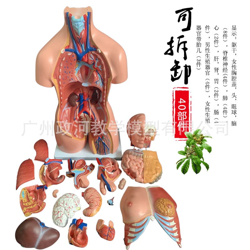 85cm Unisex Torso Model with Detachable Components - Human Body Organ Structure Tissue Anatomy Model