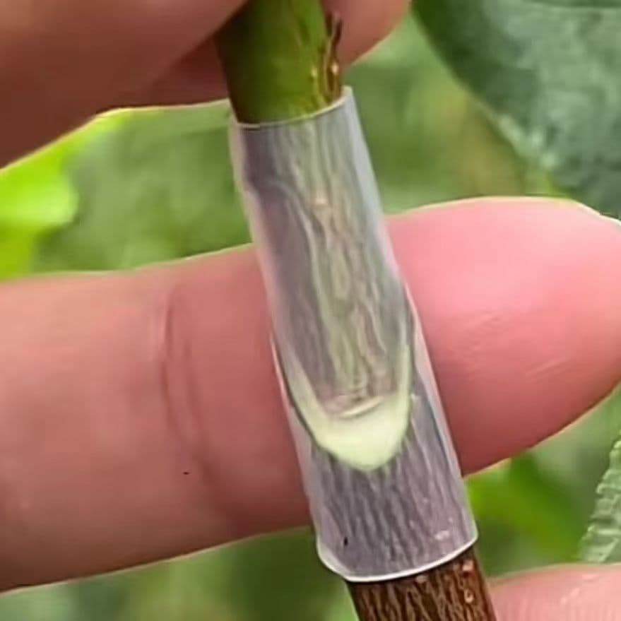 Grafting sleeve for fruit trees and flowers, passion fruit, roses, bougainvillea, and other grafting tools.
