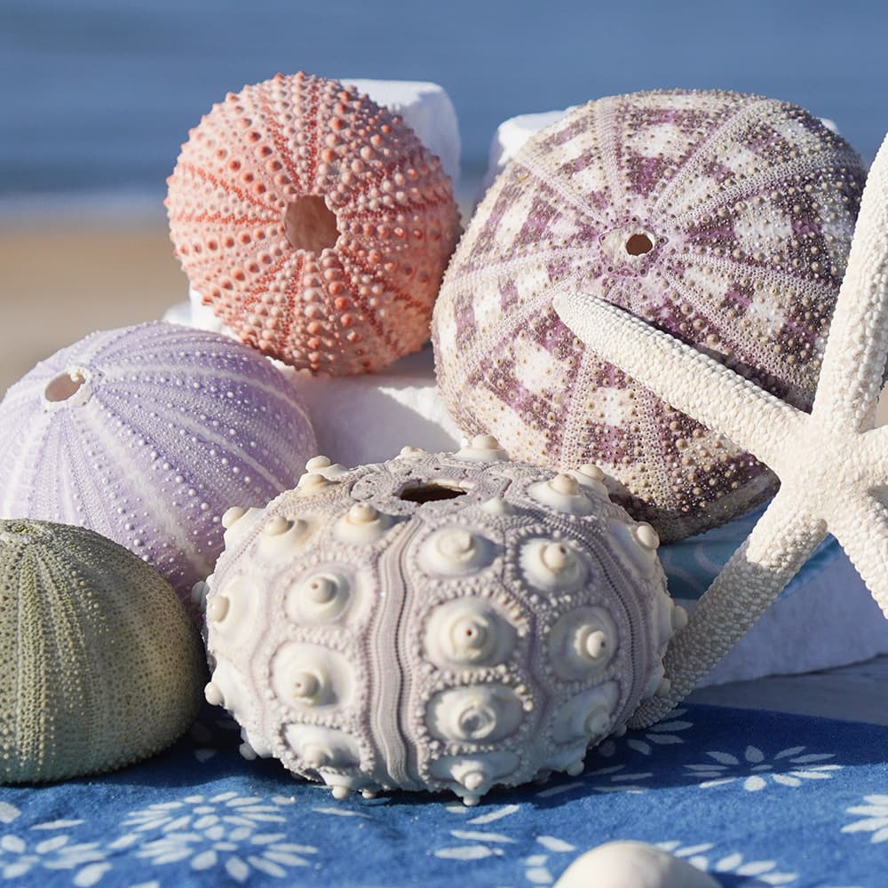 Natural Shells Sea Snails Series Sea Urchin Shell Specimens Craft Home Collection Ornaments Decoration Air Plant Base