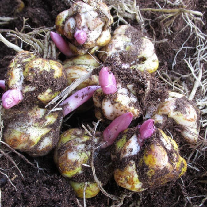 Fragrant Lily Bulbs, Lily Seeds, Bulbous Flower Plants, Potted Greenery, Fresh Cut Flower Bulbs with Sprouts