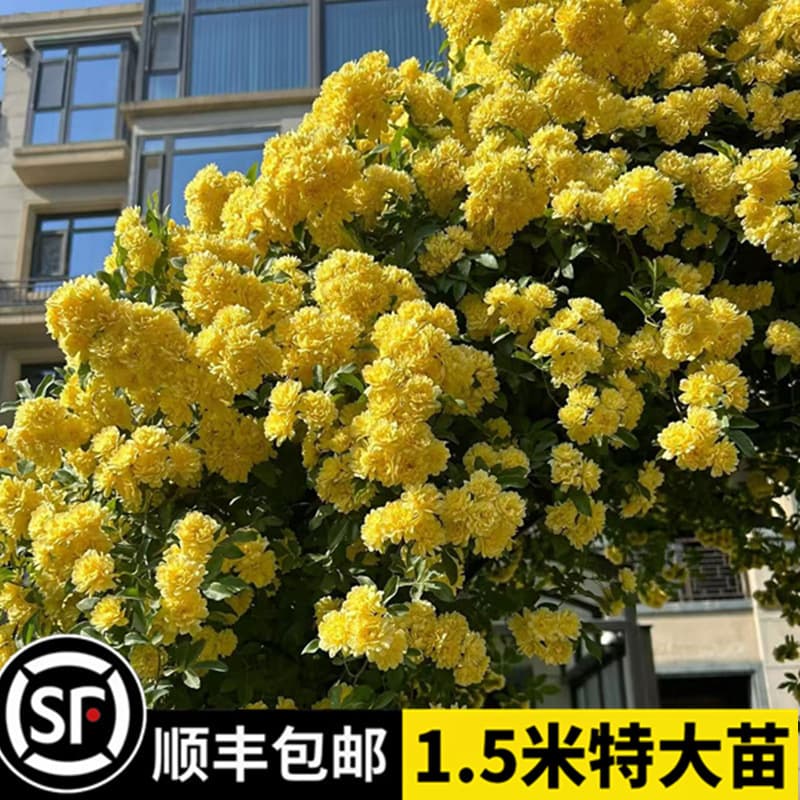 Yellow Banksia Rose Seedling Climbing Plant Red and White Banksia Rose Tree Seedling Large Seedling Double Petal Garden Four-Season Blooming Banksia Rose Potted Plant