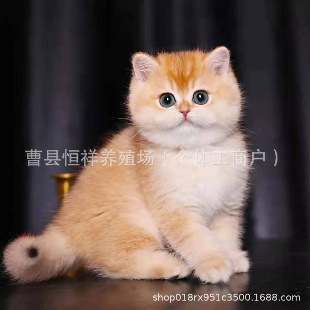 Purebred Golden Shaded Kitten Live Blue Golden Shaded Kitten Live Long-haired Golden Shaded Short-legged Cat