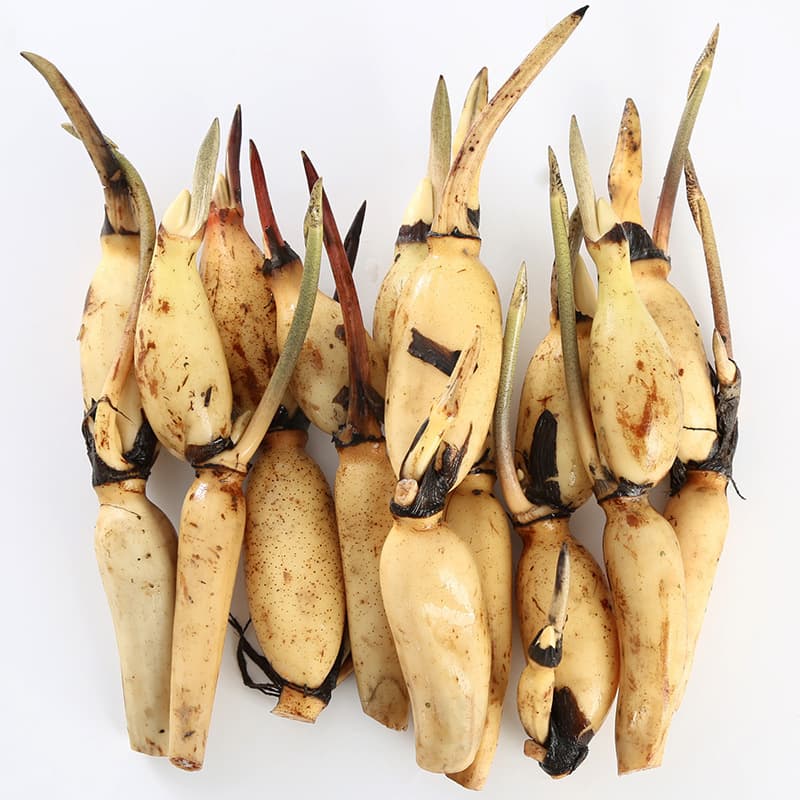 Large lotus seedlings for pond cultivation in all four seasons, hydroponic potted lotus seedlings, ornamental lotus seedlings, rooted lotus seedlings