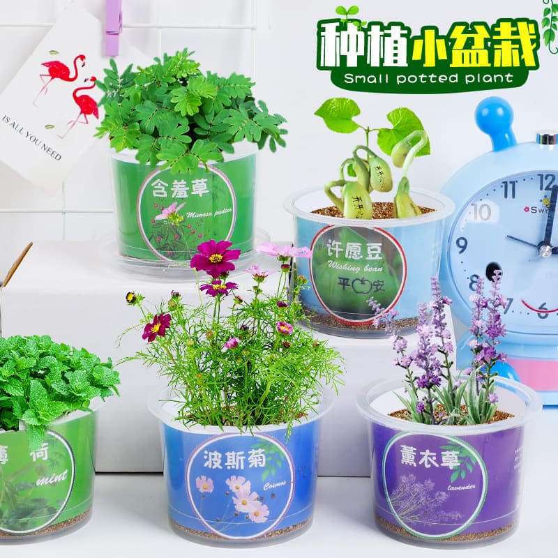 Potted green plants for students, suitable for all seasons, office desktop decorations, flowers, kindergarten boys and girls, prizes and gifts wholesale.