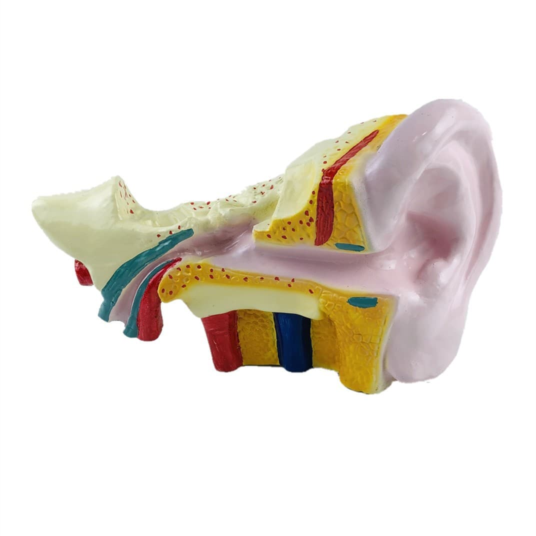 Ear anatomy model biology teaching instrument