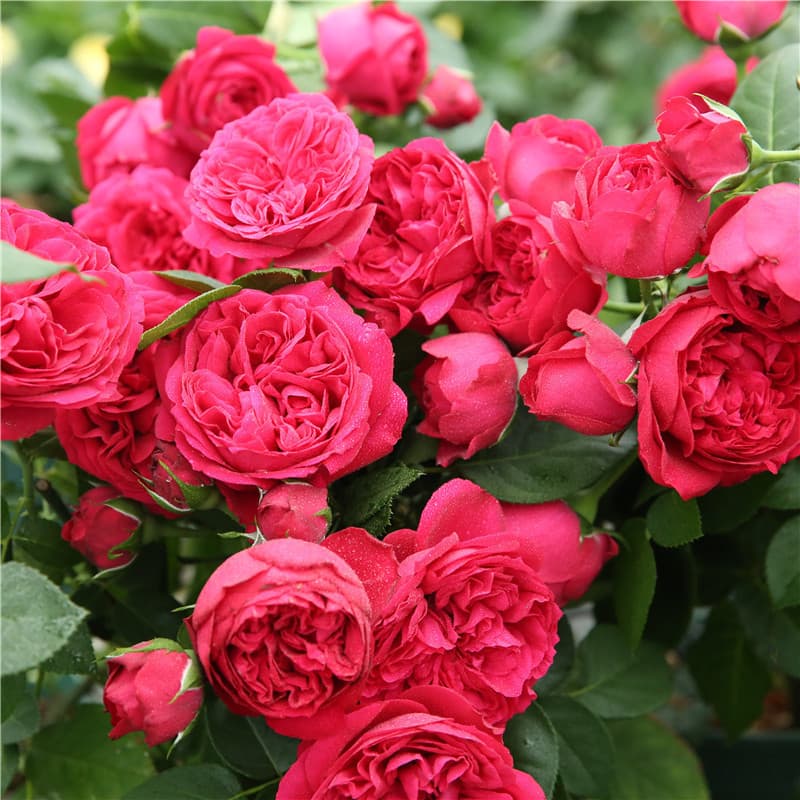 Wholesale European Rose Seedlings for Garden Balcony Potted European Climbing Rose Seedlings Climbing Flowers Rose Plants Green Plants
