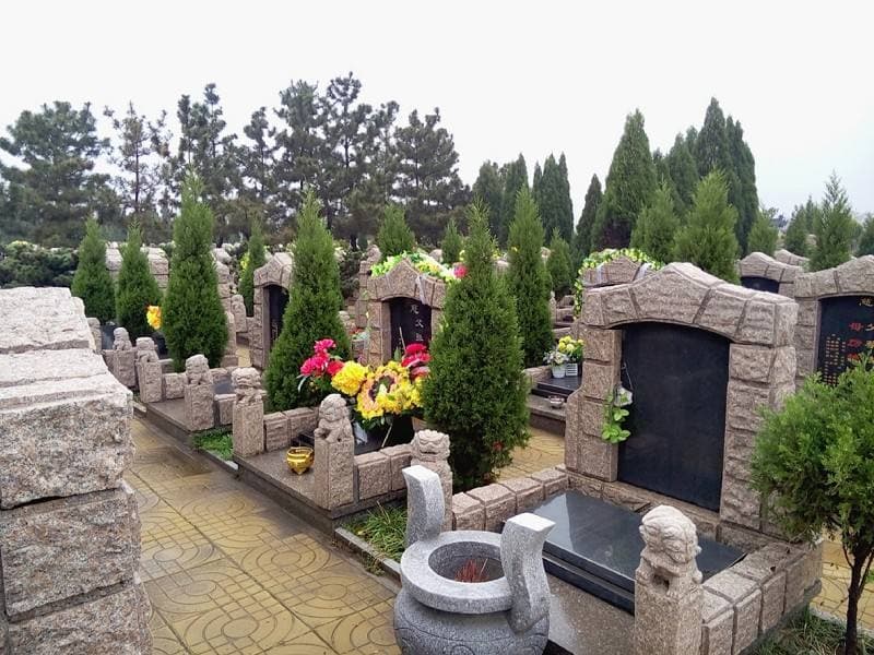 Large Pine Tree, True Tree Tower Pine, Cemetery Pine Seedling, Grave Sweeping Pine, Cypress, Tower Cypress, Juniper Tree, Sichuan Juniper, Pagoda Pine, Cypress Tree Seedling Stump