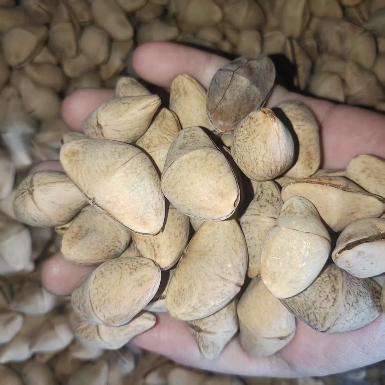 Red Oleander Seeds, Tree Seeds, Approximately 320 per Kilogram, DIY Healing Nut Shell Wind Chime Hand Rattle