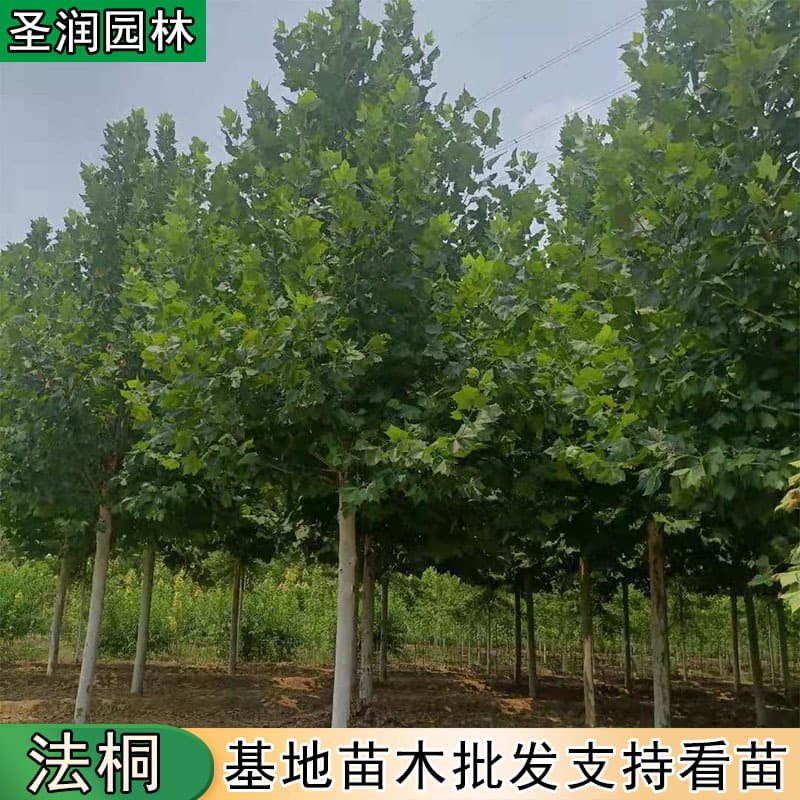 Plane tree saplings, fast-growing plane trees, garden landscape trees, landscaping saplings, plane trees