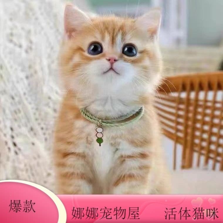 Live kittens for sale: Chinese domestic cats, tabby cats, orange and white cats, tabby kittens, calico cats, cow cats, orange cats