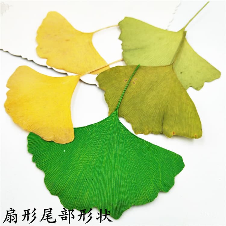 Ginkgo Leaf with Stem Plant Specimen Dried Flower Pressed Flower Phone Case Bookmark Real Leaf Flower Leaf Decal