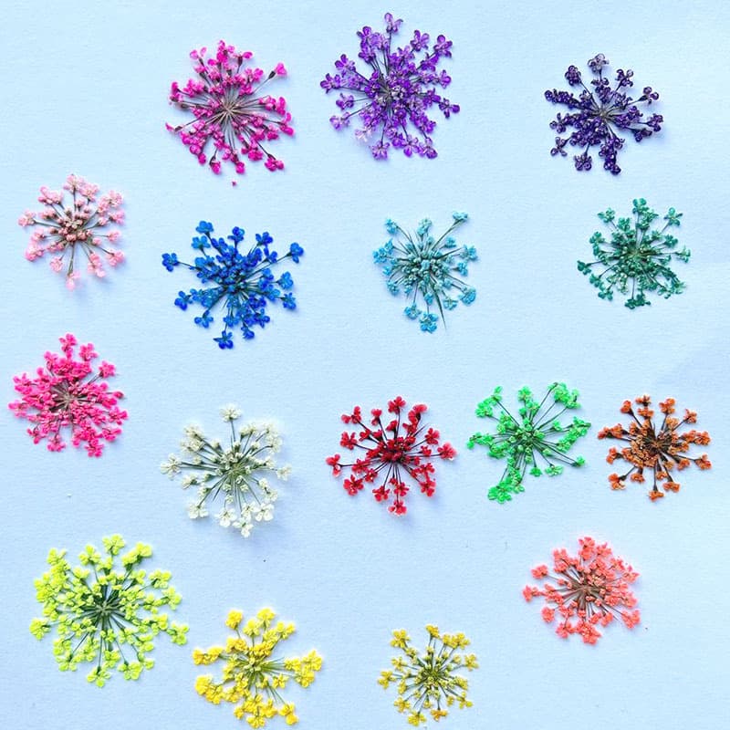 Lace flowers, dried flowers, pressed flower specimens, DIY phone cases, epoxy resin jewelry, nail art, real flowers, pressed flowers, snowflake flowers, dried flowers