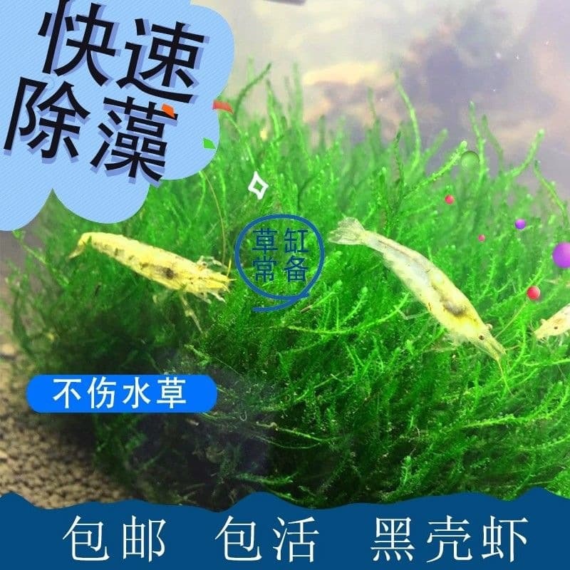 Shrimp, Dragon Fish, Algae Eaters, Turtle Food, Ornamental Shrimp Bait, Freshwater Planted Tank Tool Feed, Black Shell Shrimp, Cleaner, Large Size