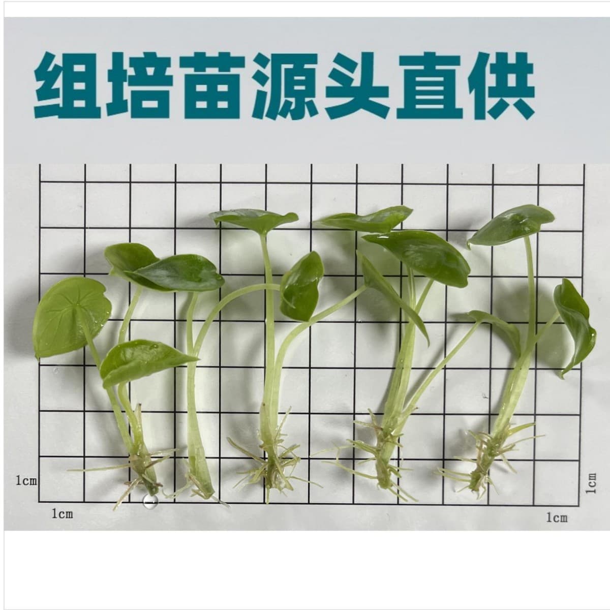 Vampire Alocasia Tissue Culture Seedlings Alocasia TC Plant Domestic Export Potted Plant Contact for Details