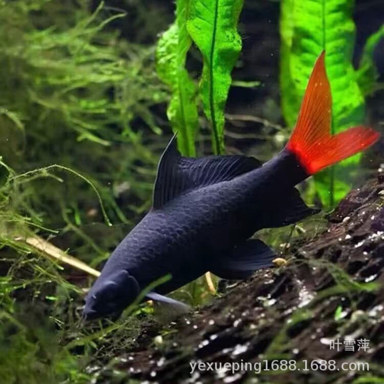 Red Tail Black Shark Freshwater Tropical Algae Eater Strong Cleaner Rainbow Sand Pink Shark Live Fish