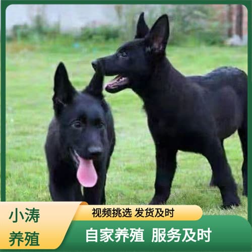 For sale: purebred East German Shepherd puppy, live, pure black, East German breed, best for guarding, family companionship.