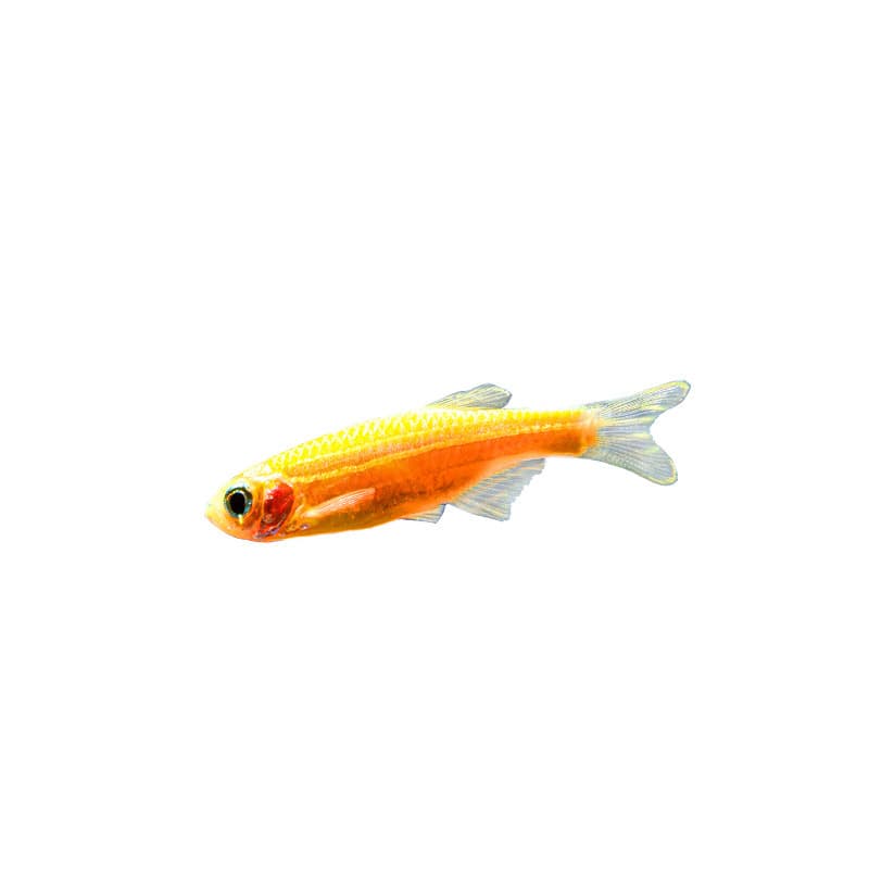 Small Tropical Zebrafish Large Ornamental Freshwater Hardy Fish Easy to Keep Peacock Fish Live Cleaner