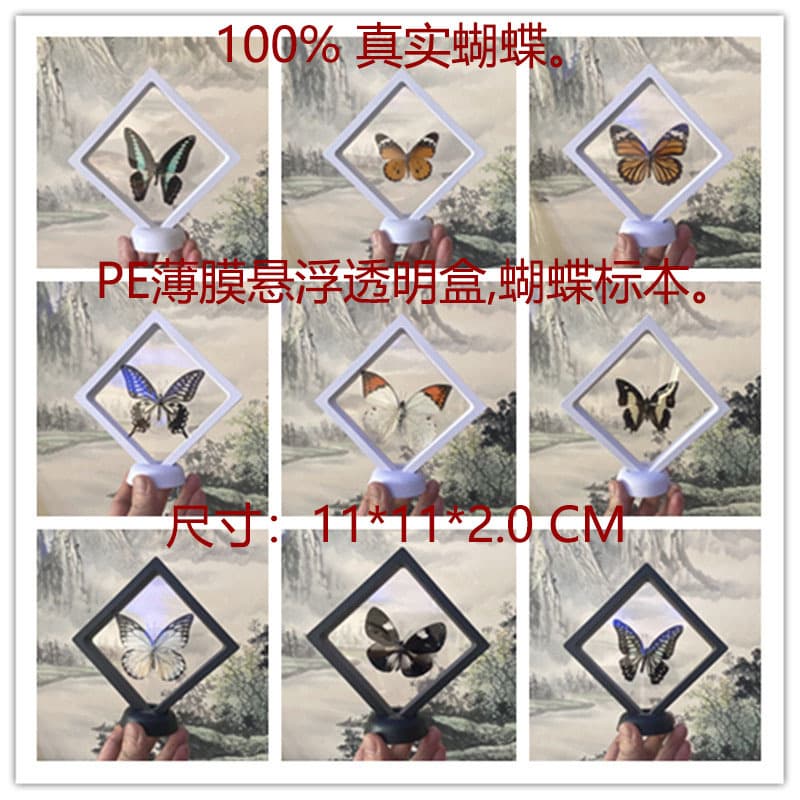 Real Butterfly Specimen Teaching Black Transparent Film Floating Box Decor Ornament for Photo Display Birthday Gifts