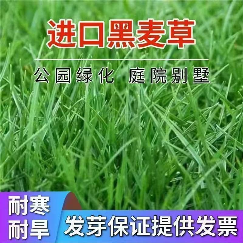 Lawn Seed Perennial Ryegrass Seed Forage Seed Lawn Landscaping Soil Stabilization Slope Protection Grass Seed Evergreen