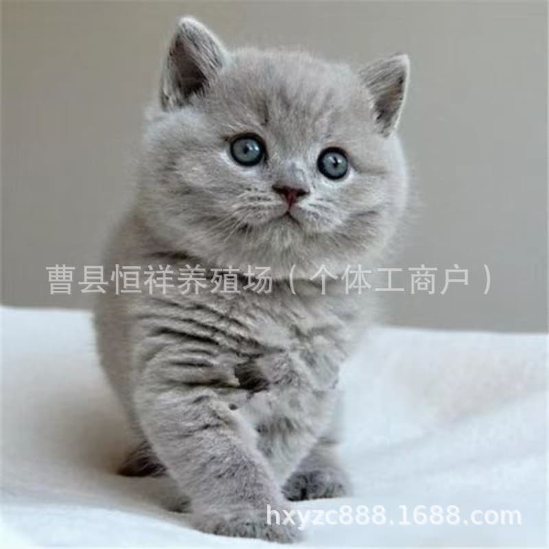 Purebred British Shorthair Cat Short Leg Blue Fat Bloodline Scottish Fold Blue Cat Kitten Live Pet Cat Live Small Cat