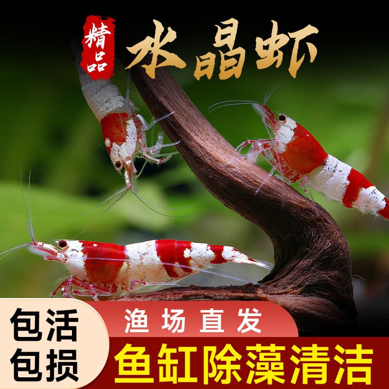 Crystal Shrimp Fry, Ornamental Shrimp, Algae-Eating Pet Shrimp, Freshwater Live Shrimp Fry, Live Shrimp, Large Cleaner Black Shell Shrimp