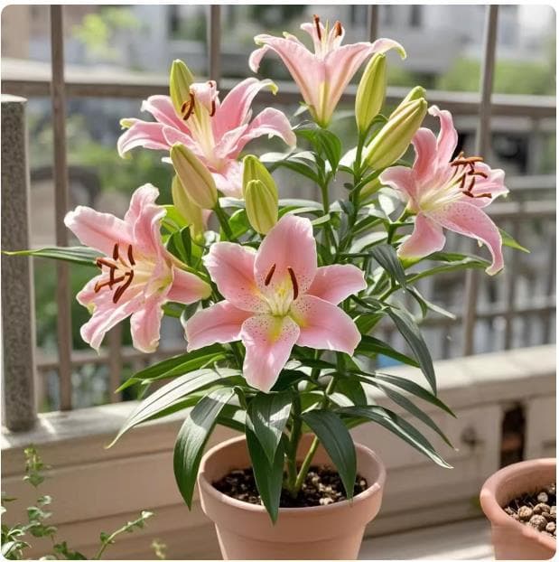 Imported Oriental Lily Bulbs, Large Bulbs, Bloom in All Seasons, Easy to Grow with Roots and Buds, Fresh Cut Lily Bulbs