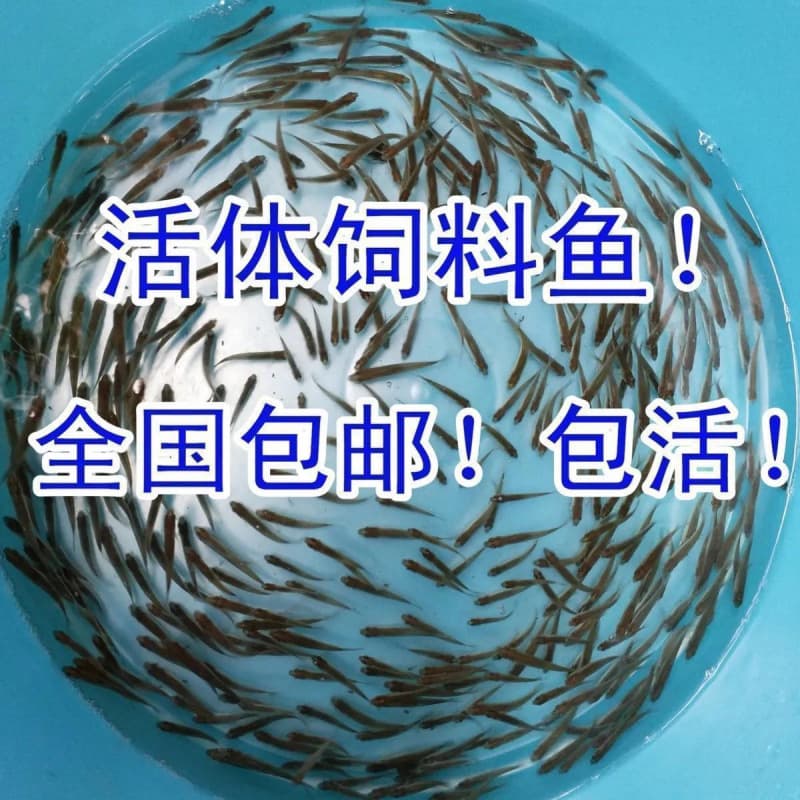 Live feeder fish, wheat fish, small fish fry for feeding Arowana, Flowerhorn, alligator turtles, starter feed fish, freshwater fish, assorted fish