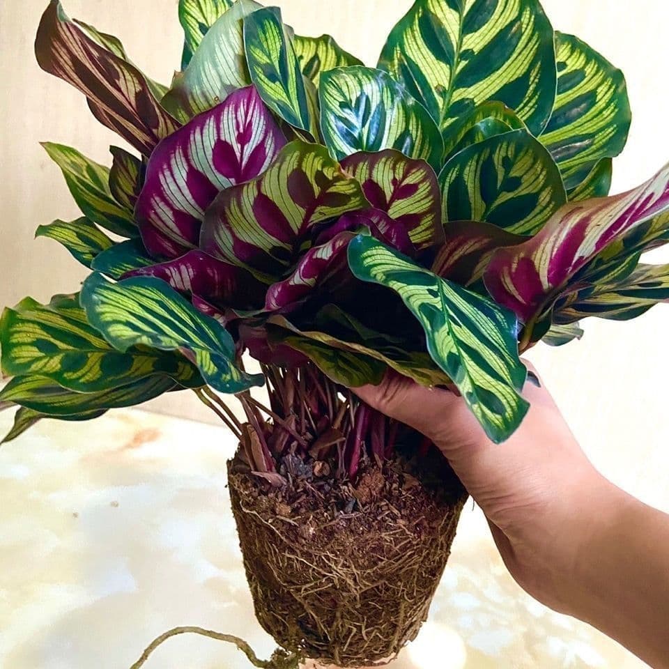 Rainbow Calathea Potted Plant, Peacock Calathea, Colorful Foliage Green Plant for Indoor Summer, Removes Formaldehyde, Easy to Care For