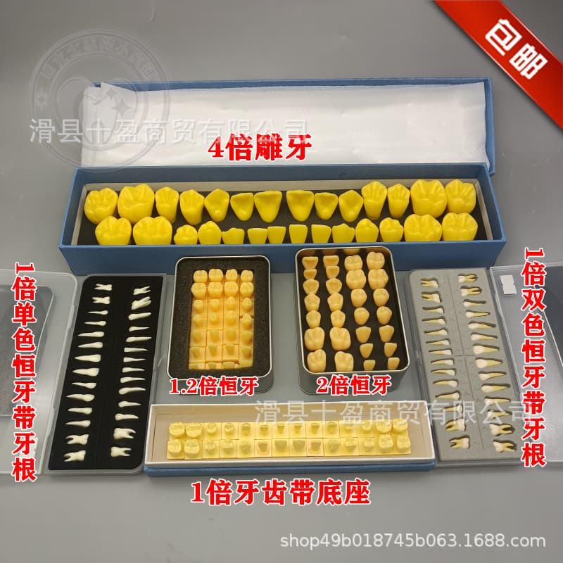 Dental permanent tooth model for students to learn about teeth 28 carved teeth full mouth tooth model simulates in vitro tooth model